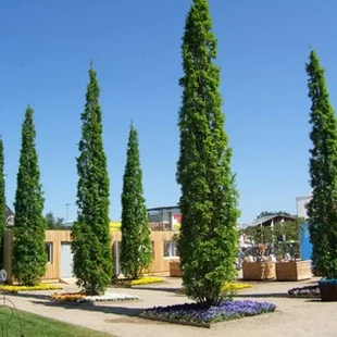 Dub letný Fastigiata 80/100 cm, v črepníku Quercus robur Fastigiata