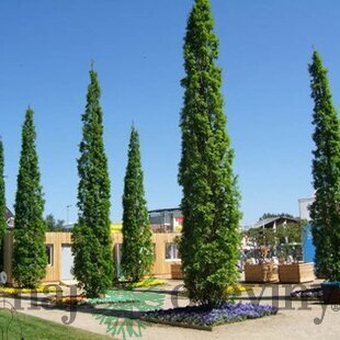 Dub letný Fastigiata 80/100 cm, v črepníku Quercus robur Fastigiata