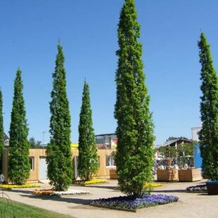 Dub letný Fastigiata 80/100 cm, v črepníku Quercus robur Fastigiata