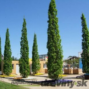 Dub letný Fastigiata 80/100 cm, v črepníku Quercus robur Fastigiata