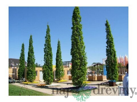 Dub letný Fastigiata 80/100 cm, v črepníku Quercus robur Fastigiata