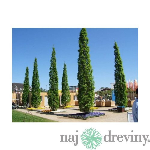 Dub letný Fastigiata 80/100 cm, v črepníku Quercus robur Fastigiata