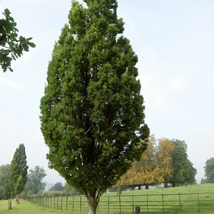 Dub letný Fastigiata, výška 110/130 cm, v črepníku Quercus robur Fastigiata