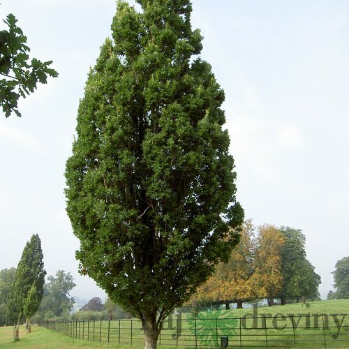 Dub letný Fastigiata, výška 110/130 cm, v črepníku Quercus robur Fastigiata