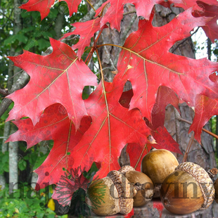 Dub letný, výška 300/+ cm, v črepníku Quercus robur