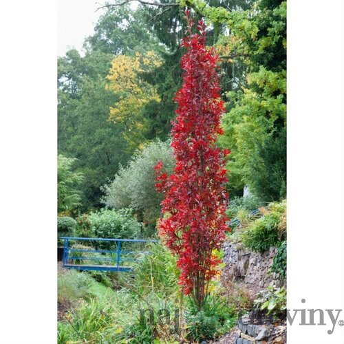 Dub močiarny Green Pilar, obvod 6/8 cm, celková výška pri dodaní 200/250 cm, v črepníku Quercus palustris Green Pilar