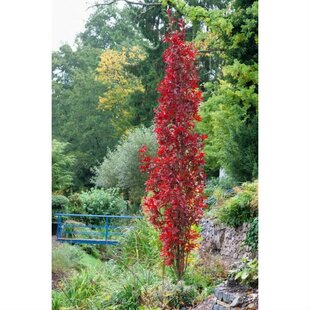 Dub močiarny Green Pilar, obvod 6/8 cm, celková výška pri dodaní 200/250 cm, v črepníku Quercus palustris Green Pilar