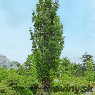Dub močiarny Green Pillar 170/200 cm, v črepníku Quercus palustris Green Pillar