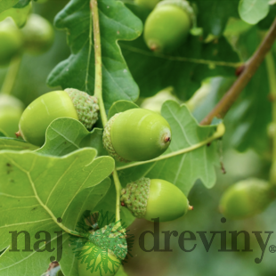 Dub zimný 120/140 cm, v črepníku Quercus petraea