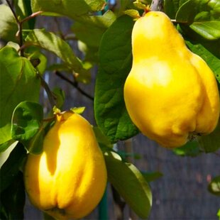 Dula hrušková 200/250 cm v črepníku 7.5l  Cydonia oblonga