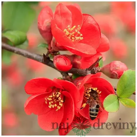 Dulovec japonský Sargentii, 20/+cm, v črepníku Chaenomeles japonica Sargentii