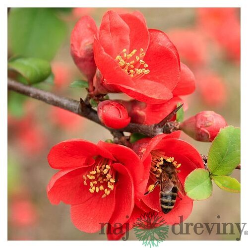 Dulovec japonský Sargentii, 20/+cm, v črepníku Chaenomeles japonica Sargentii