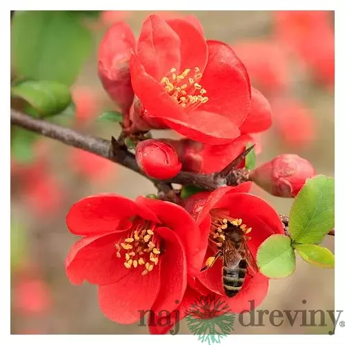 Dulovec japonský Sargentii, 20/+cm, v črepníku Chaenomeles japonica Sargentii
