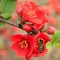 Dulovec japonský Sargentii, 20/+cm, v črepníku Chaenomeles japonica Sargentii