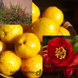 Dulovec superba Crimson and Gold 20/40 cm, v črepníku Chaenomeles superba Crimson and Gold
