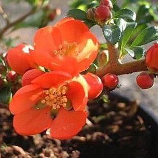 Dulovec superba Orange Trail, v črepníku Chaenomeles superba Orange Trail