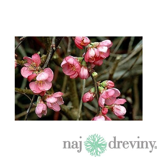 Dulovec superba Pink Lady, v črepníku Chaenomeles superba Pink Lady