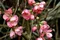Dulovec superba Pink Lady, v črepníku Chaenomeles superba Pink Lady