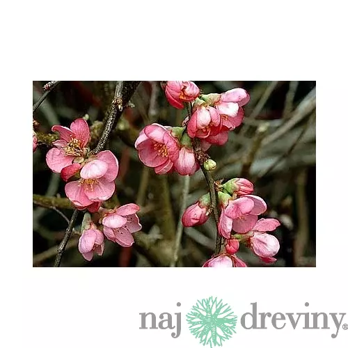 Dulovec superba Pink Lady, v črepníku Chaenomeles superba Pink Lady