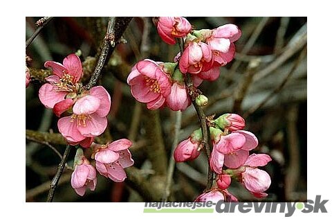 Dulovec superba Pink Lady, v črepníku Chaenomeles superba Pink Lady