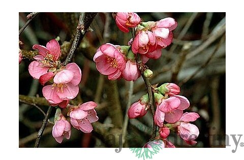 Dulovec superba Pink Lady, v črepníku Chaenomeles superba Pink Lady