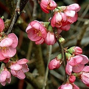 Dulovec superba Pink Lady, v črepníku Chaenomeles superba Pink Lady