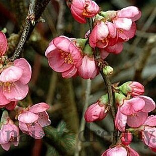 Dulovec superba Pink Lady, v črepníku Chaenomeles superba Pink Lady