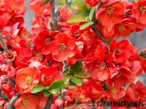 Dulovec superba Red Trail, v črepníku Chaenomeles superba x Texas Scarlet