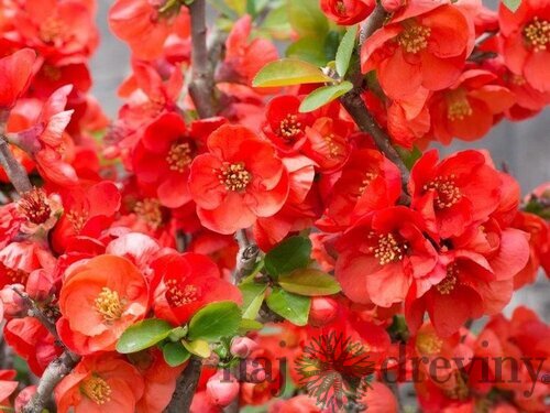 Dulovec superba Red Trail, v črepníku Chaenomeles superba x Texas Scarlet