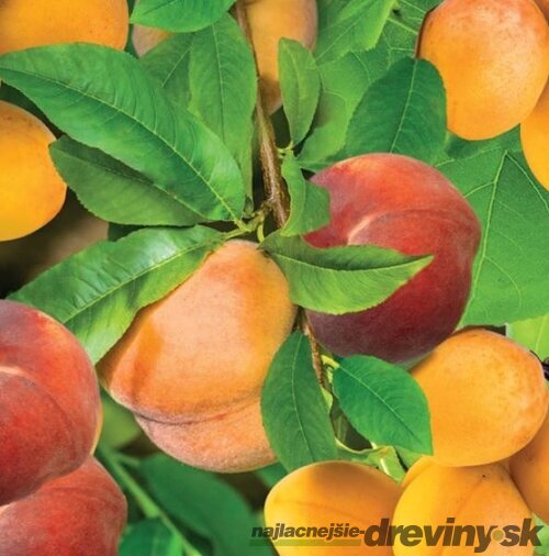Duo Marhuľa & Broskyňa, výška 180/200 cm, v črepníku P24 Prunus armeniana & Prunus persica
