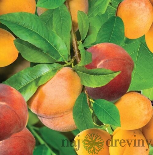 Duo Marhuľa & Broskyňa, výška 180/200 cm, v črepníku P24 Prunus armeniana & Prunus persica