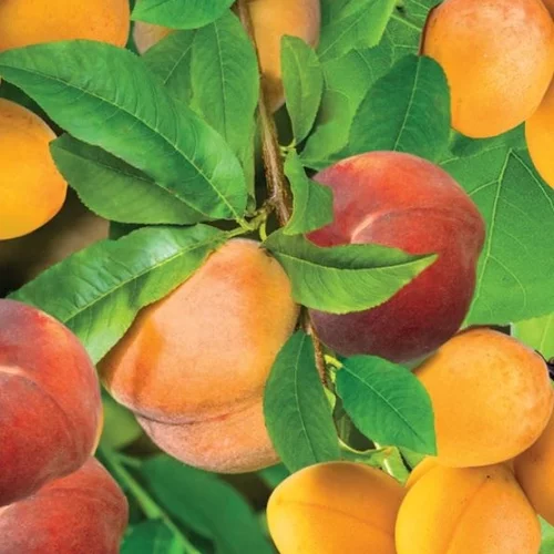 Duo Marhuľa & Broskyňa, výška 180/200 cm, v črepníku P24 Prunus armeniana & Prunus persica