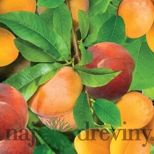 Duo Marhuľa & Broskyňa, výška 180/200 cm, v črepníku P24 Prunus armeniana & Prunus persica