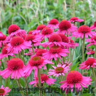 Echinacea ´Delicious Candy´ - cukríková 30/50 cm cm, v črepníku 5l Echinacea Delicious Candy