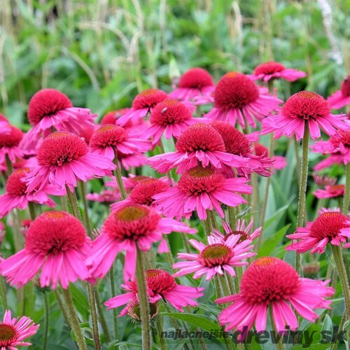 Echinacea ´Delicious Candy´ - cukríková 30/50 cm cm, v črepníku 5l Echinacea Delicious Candy