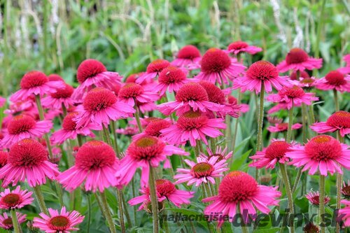 Echinacea ´Delicious Candy´ - cukríková 30/50 cm cm, v črepníku 5l Echinacea Delicious Candy