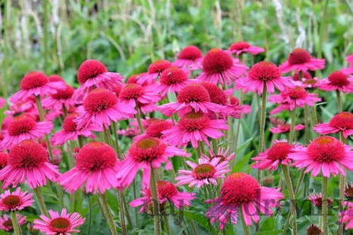 Echinacea ´Delicious Candy´ - cukríková 30/50 cm cm, v črepníku 5l Echinacea Delicious Candy