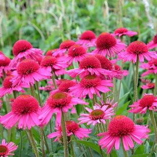 Echinacea ´Delicious Candy´ - cukríková 30/50 cm cm, v črepníku 5l Echinacea Delicious Candy