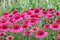 Echinacea ´Delicious Candy´ - cukríková 30/50 cm cm, v črepníku 5l Echinacea Delicious Candy