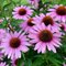 Echinacea ‘Fountain Light Purple‘ 20/40 cm v črepníku 2l Echinacea ‘Fountain Light Purple‘
