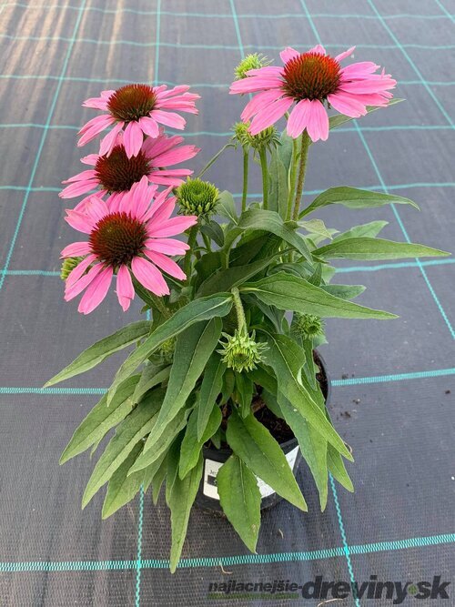 Echinacea ‘Fountain Light Purple‘ 20/40 cm v črepníku 2l Echinacea ‘Fountain Light Purple‘