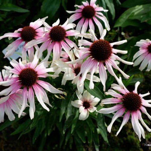 Echinacea ‘Fountain Pink Eye‘, 30/50 cm, v črepníku 5l Echinacea ‘Fountain Pink Eye‘