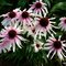 Echinacea ‘Fountain Pink Eye‘, 30/50 cm, v črepníku 5l Echinacea ‘Fountain Pink Eye‘