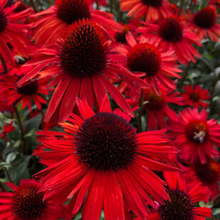 Echinacea ‘Fountain Red‘ 30/50 cm v črepníku 2l Echinacea ‘Fountain Red‘