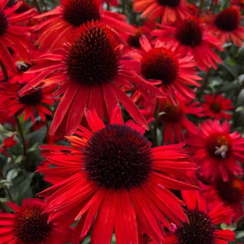 Echinacea ‘Fountain Red‘ 30/50 cm v črepníku 2l Echinacea ‘Fountain Red‘