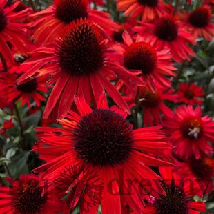 Echinacea ‘Fountain Red‘ 30/50 cm v črepníku 2l Echinacea ‘Fountain Red‘