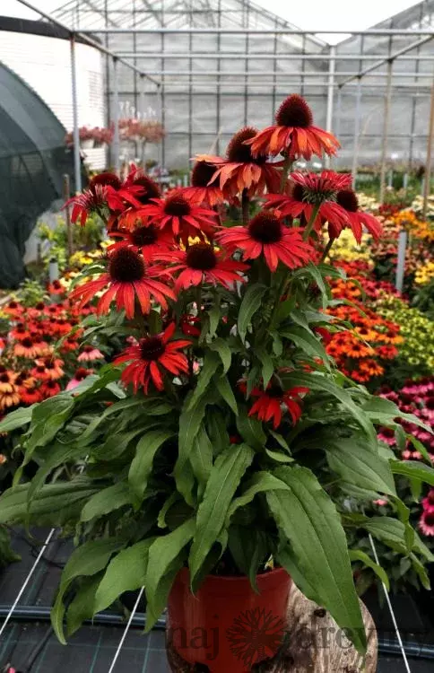 Echinacea ‘Fountain Red‘ 30/50 cm v črepníku 2l Echinacea ‘Fountain Red‘