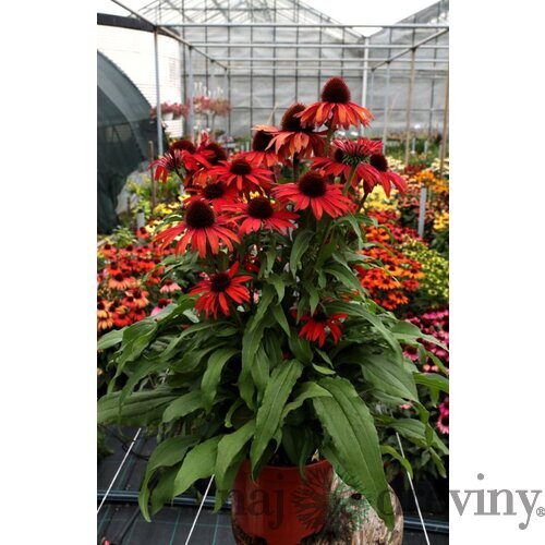 Echinacea ‘Fountain Red‘ 30/50 cm v črepníku 2l Echinacea ‘Fountain Red‘