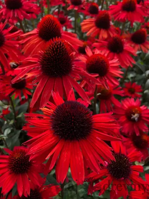 Echinacea ‘Fountain Red‘ 30/50 cm v črepníku 2l Echinacea ‘Fountain Red‘