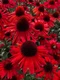Echinacea ‘Fountain Red‘ 30/50 cm v črepníku 2l Echinacea ‘Fountain Red‘